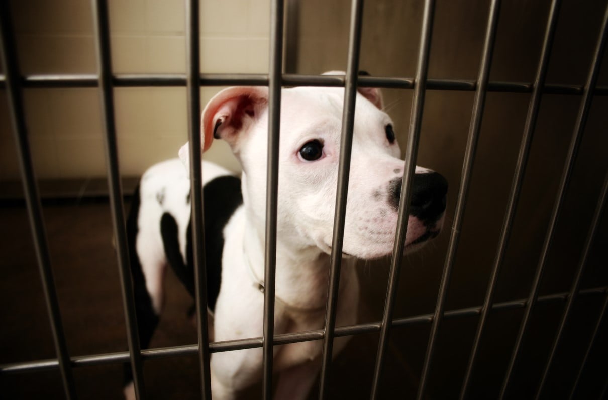 VA Ordered to End Experiments on Dogs, Cats, and Primates by 2026