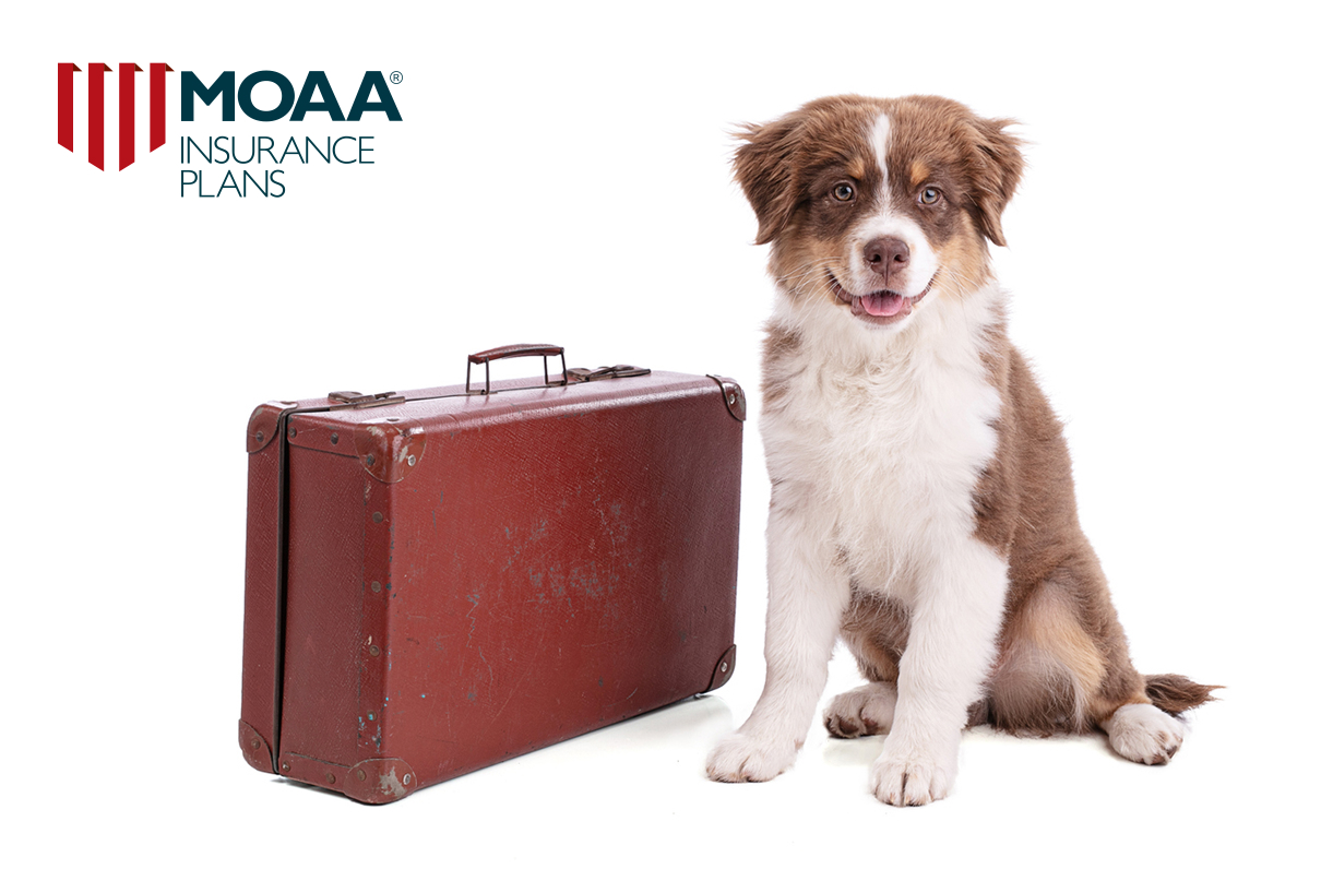 How to Find Good Veterinary Care When Traveling With Pets