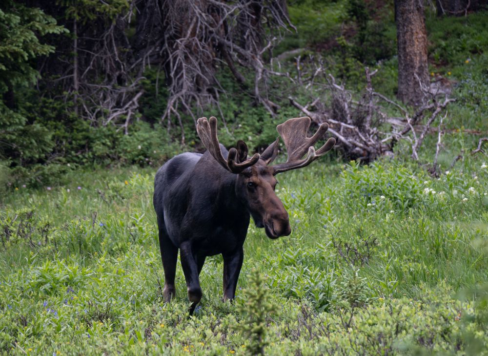 may2026-mom-rockies-bull-moose-internal.jpg