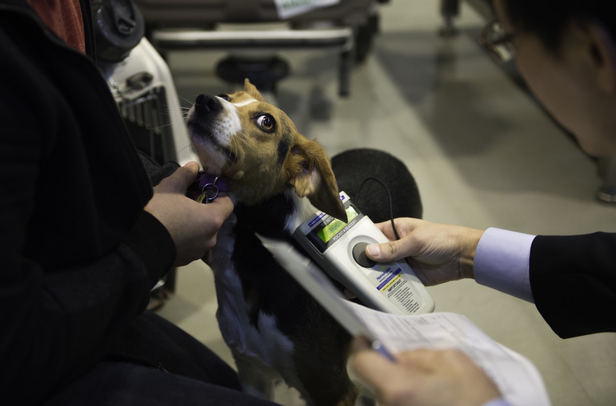 After 4 Pets Die During PCS Flights, Air Force Reviewing Policies