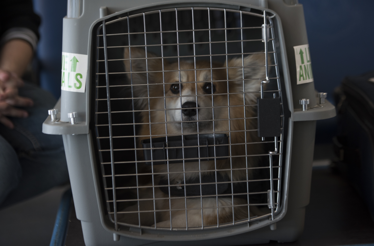 Pet PCS Update: More Animals Can Now Fly in Cabin on Overseas Flights