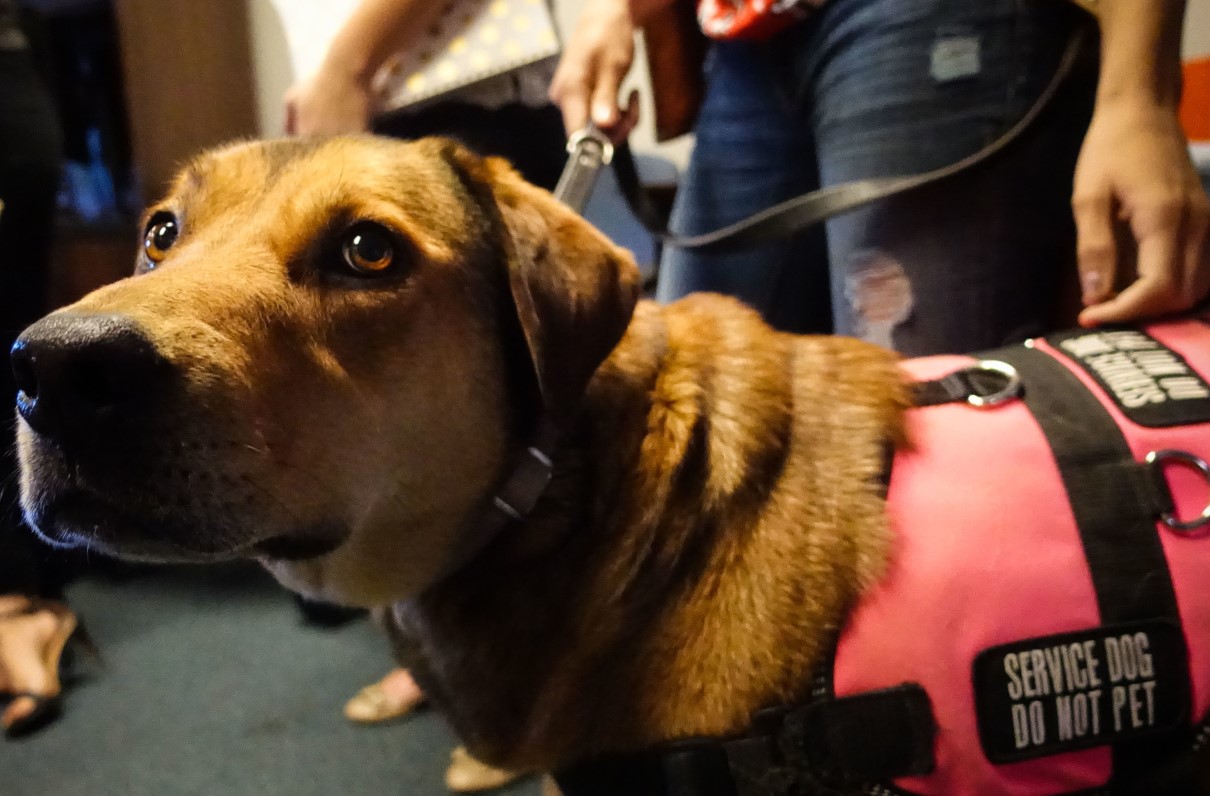 VA Pilot Program Will Provide Service Dogs to Veterans With PTSD