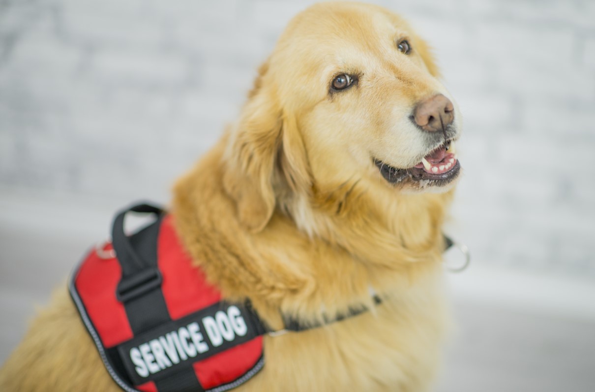 VA Program Provides Veterinary Care for Some Service Dogs