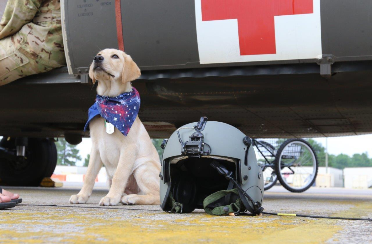 5 VA Facilities Chosen to Start Service Dog Program for Veterans With PTSD