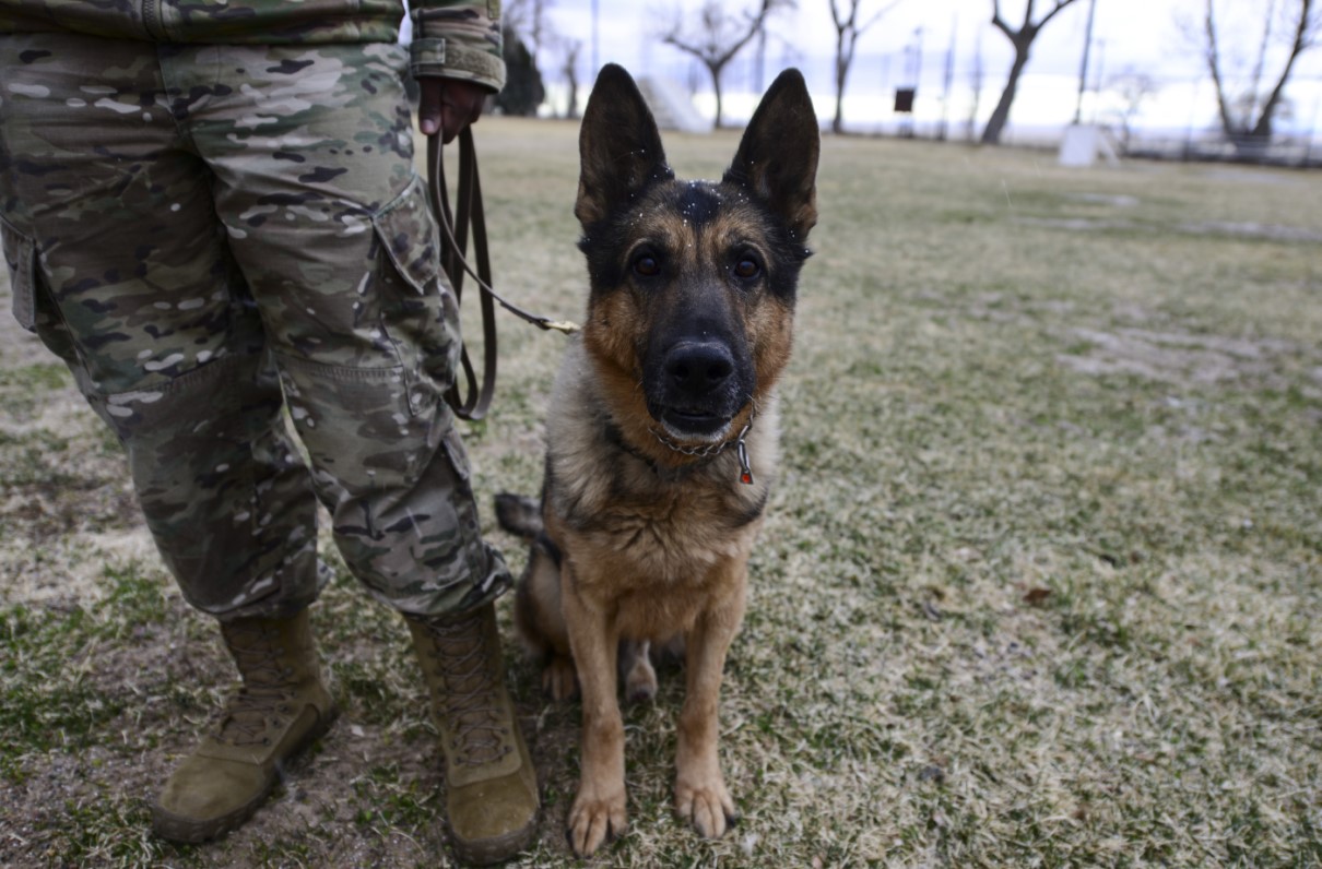Here’s How to Adopt a Military Working Dog